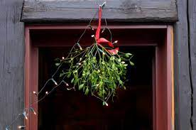A typical vischio. Mistletoe in English.