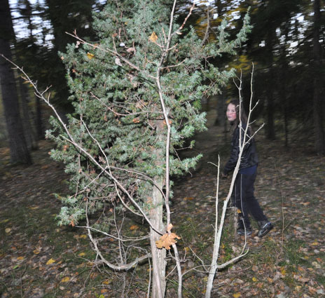 Vad är för figur som smyger runt bland träden?