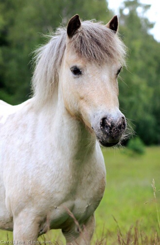 Mindy! Vår söta lilla ponny