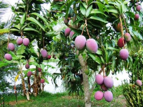 Pengarna går bland annat till att plantera mangoträd. Bilden visar ett ungt mangoträd.